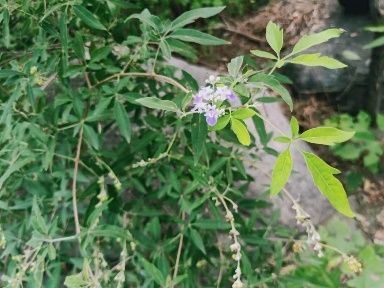 image007